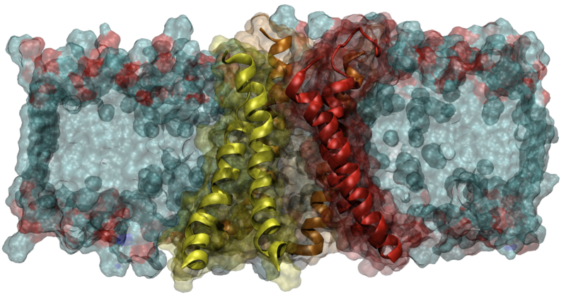 File:Protein in membrane.png